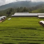 Tea Production Tradition and Innovation