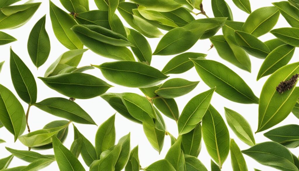 Common Defects in Green Tea Production