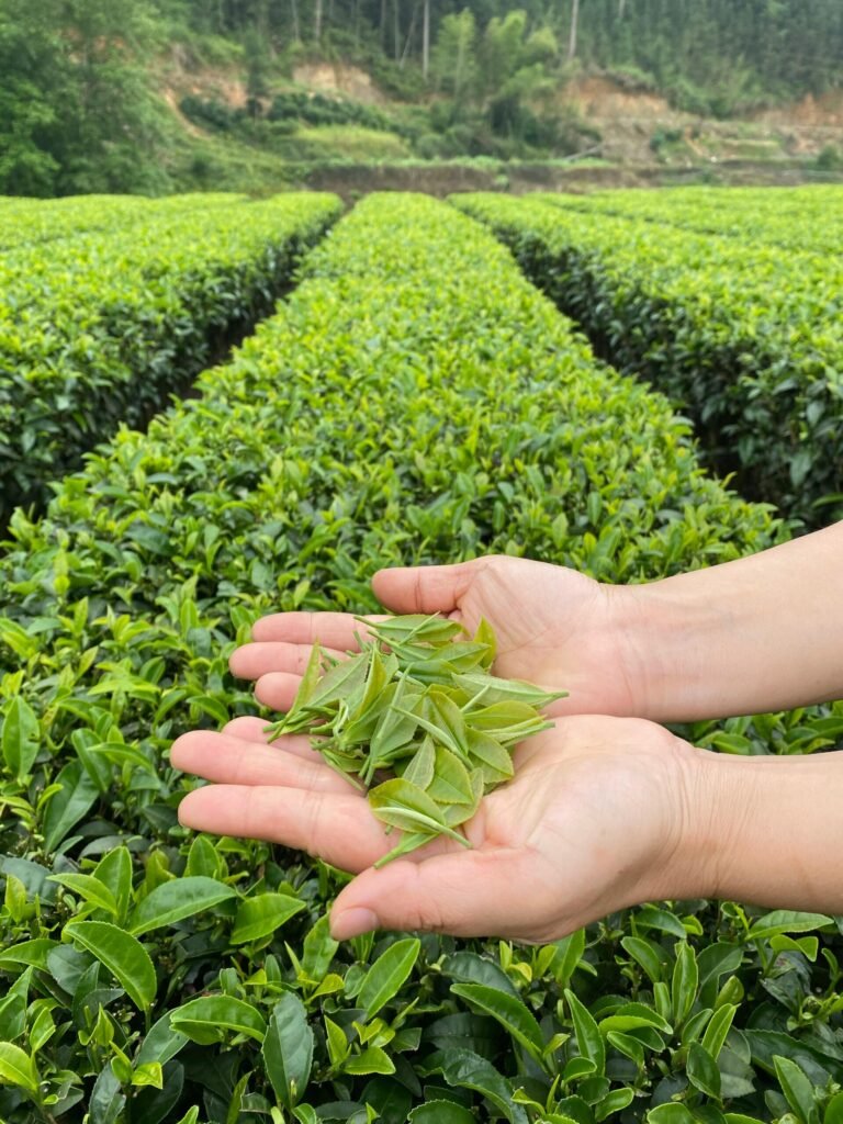 Hands holding fresh tea leaves in a lush tea plantation field.