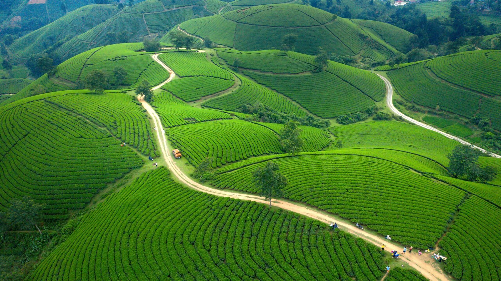 Aerial view of lush green tea plantations with winding paths in a hilly landscape.