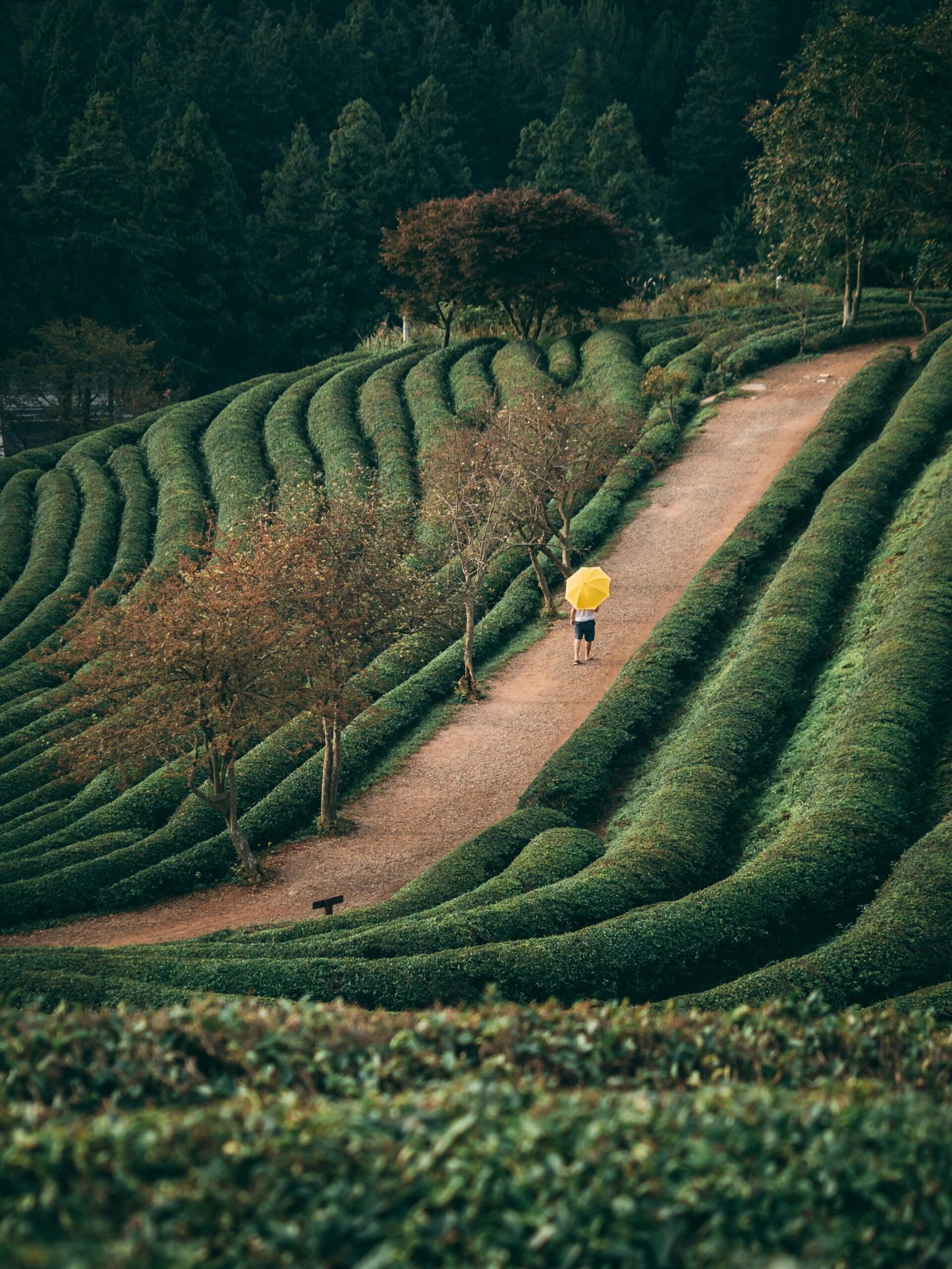 Person with yellow umbrella walks through lush green tea plantation path.