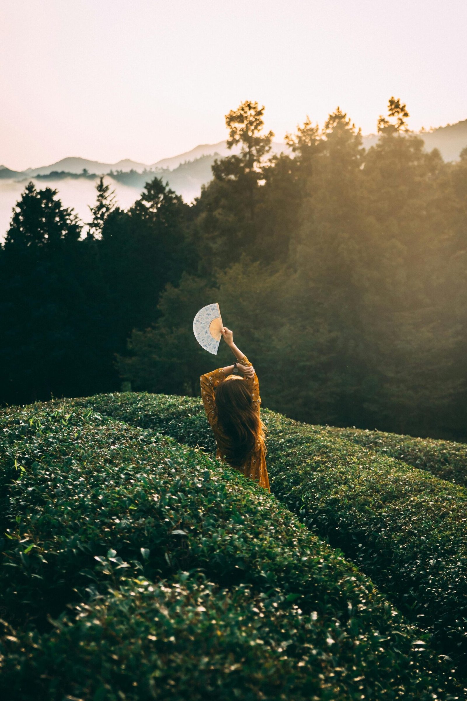 Woman in yellow dress with fan, standing in lush green tea field at sunset, surrounded by misty mountains and trees.