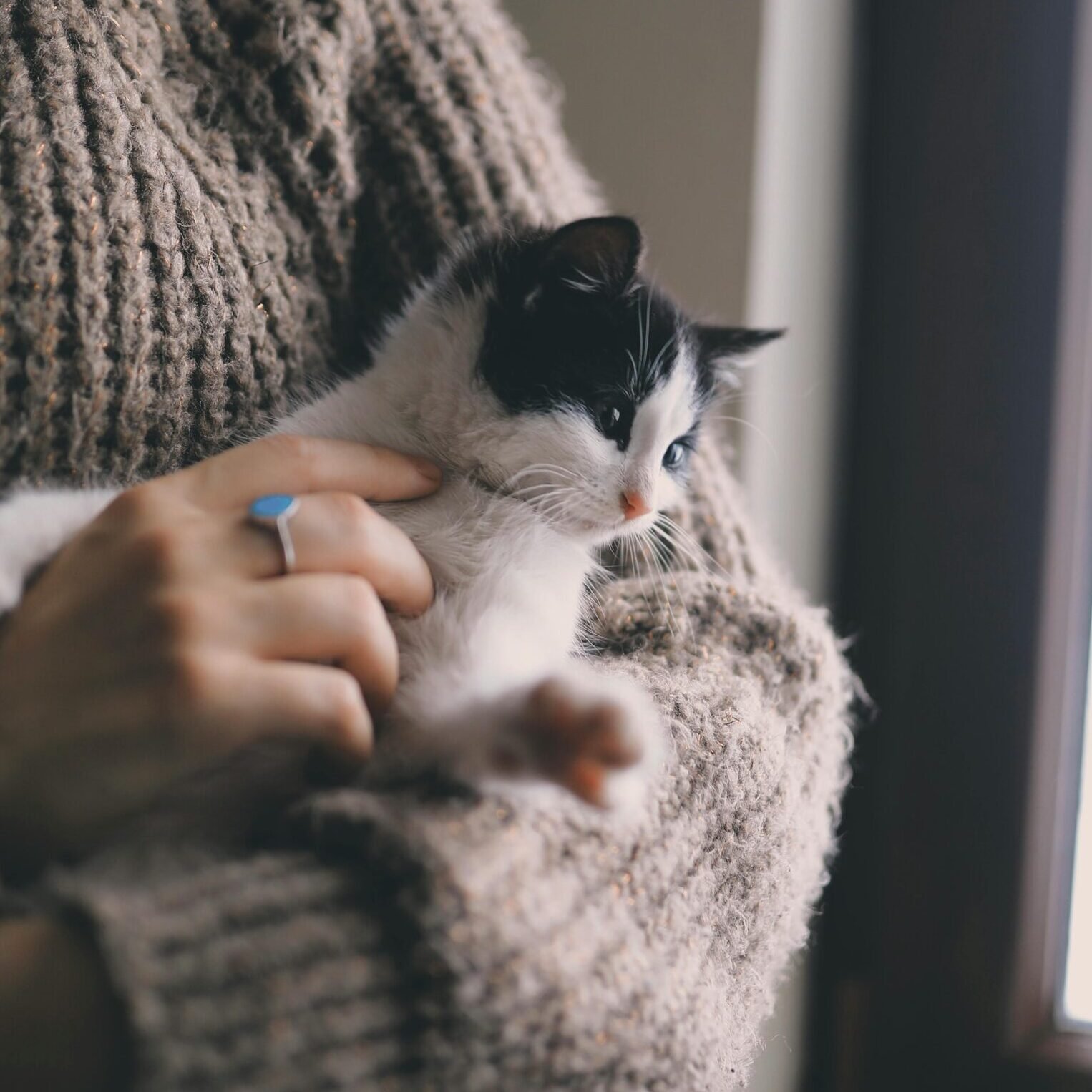 Person in cozy sweater holding a black and white kitten by a window, with a cup in the background.