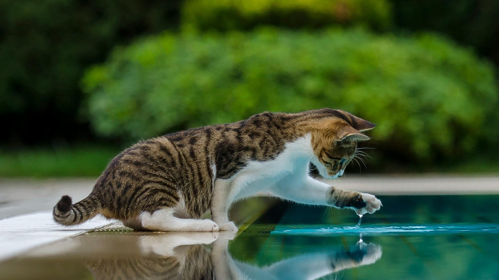 Playful cat touching water by a poolside with lush green background.