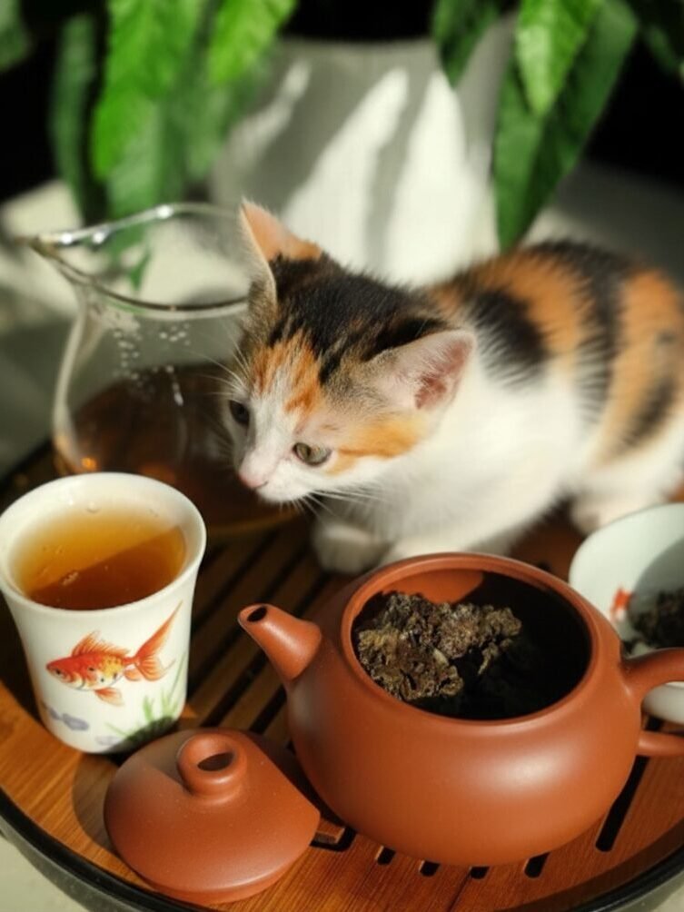 Calico kitten next to a clay teapot and tea cup on a wooden tray, with green plants in the background.