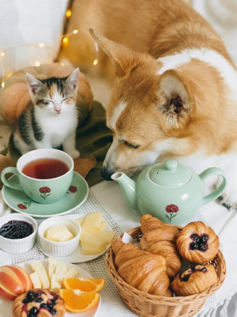 Cute kitten and corgi with breakfast setup, featuring tea, croissants, fruit, and fairy lights on a cozy table.